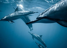 AG体育app下载-2战惨负65分库里独木难支 这是勇士的正常水平吗？